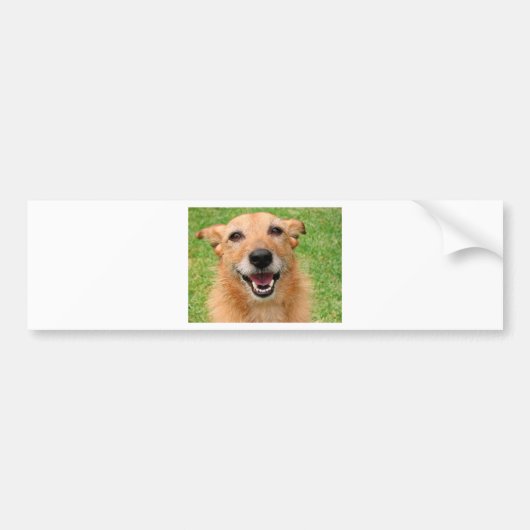 おこ猫の死/幸せな犬グッズ バンパーステッカー (正面)