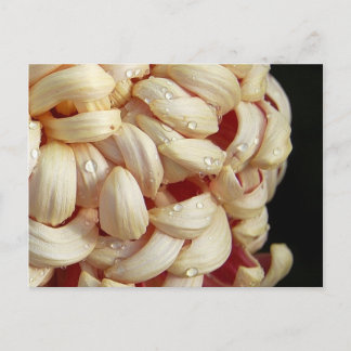 おしずくはがき付きのお母さん ポストカード