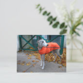 おしゃれなホイペット ポストカード (スタンド正面)