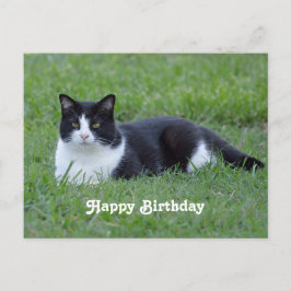 おしゃれな黒と白のタキシード猫の写真 誕生日 ポストカード
