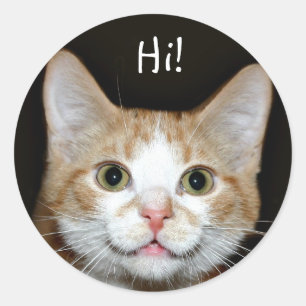 おせっかいな猫 ラウンドシール