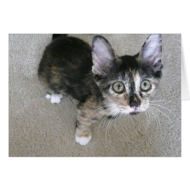 おっちょこちょいのな子ネコのブランクのノート (正面横)