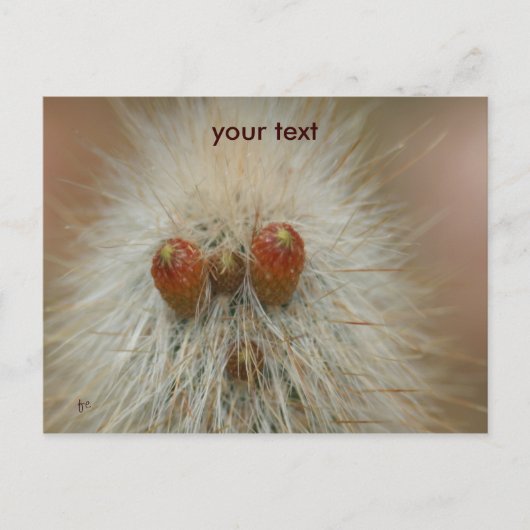 おっ ポストカード (正面)