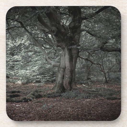 おとぎ話の森で コースター (正面)