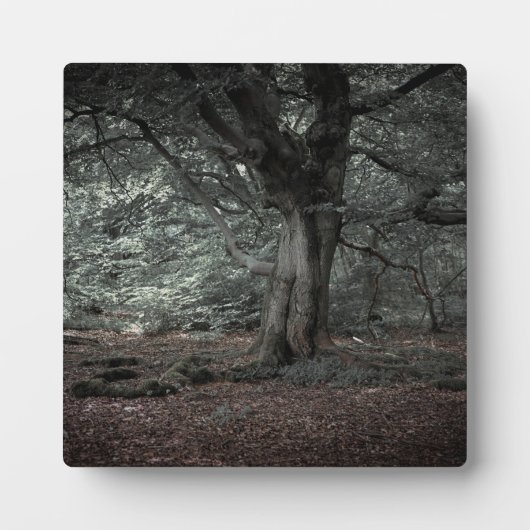 おとぎ話の森で フォトプラーク (正面)