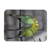 おとなしい仲間 マグネット (横)