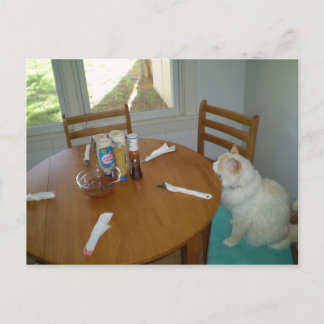 おなかがすいた猫 ポストカード