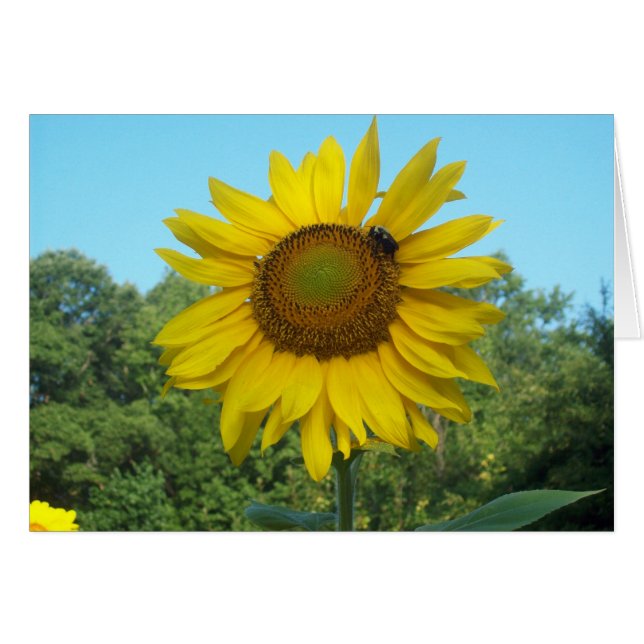 おはようの日光 (正面横)