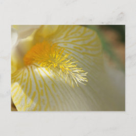 おはようアイリス！ ポストカード