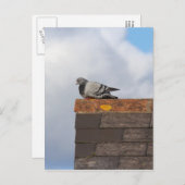 おはようピジョン ポストカード (正面/裏面)