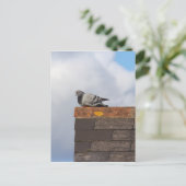 おはようピジョン ポストカード (スタンド正面)