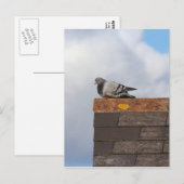 おはようピジョン ポストカード (正面/裏面)