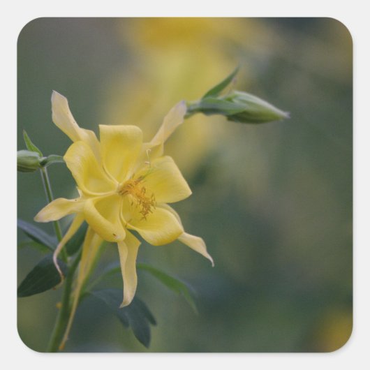 おはよう黄色い花 スクエアシール (正面)