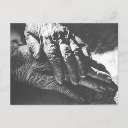 おばあちゃんの手 ポストカード (正面)