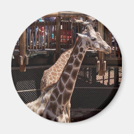 おばあちゃんマグネット#1 マグネット