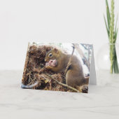 おめでとうございます新しいママベビーカード シーズンカード (正面)