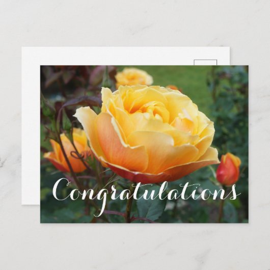 おめでとうございます顔バラ#2 ポストカード (正面/裏面)