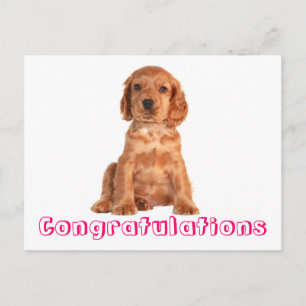おめでとうコッカースパニエル犬子犬はがき ポストカード