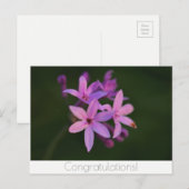 おめでとう花はがき ポストカード (正面/裏面)