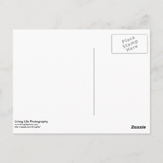 おめでとう葉書 ポストカード (裏面)