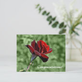 おめでとう葉書 ポストカード (スタンド正面)