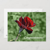 おめでとう葉書 ポストカード (正面/裏面)