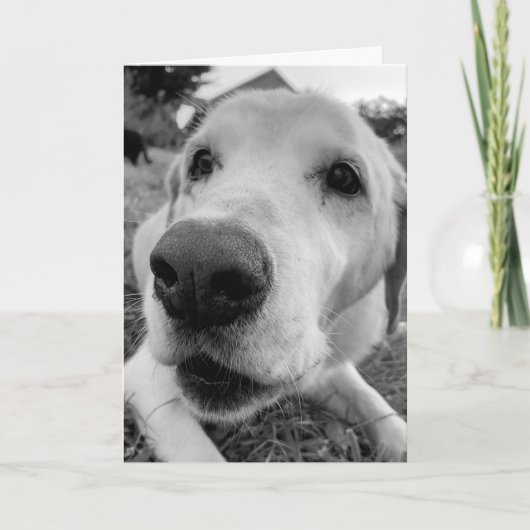 おもしろいとエドの近くに昔のイエロー・ラブラドール・レトリーバー カード (正面)