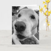 おもしろいとエドの近くに昔のイエロー・ラブラドール・レトリーバー カード (黄色い花)