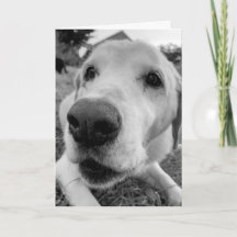 おもしろいとエドの近くに昔のイエロー・ラブラドール・レトリーバー