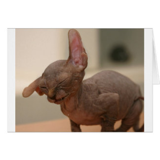 おもしろいなくしゃみをするsphynxの子ネコ