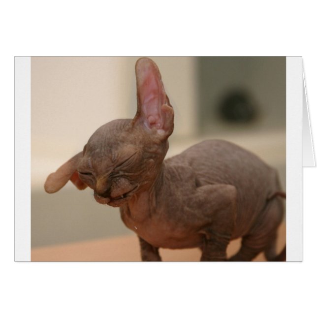 おもしろいなくしゃみをするsphynxの子ネコ (正面横)