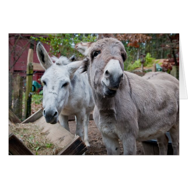 おもしろいなろば (正面横)