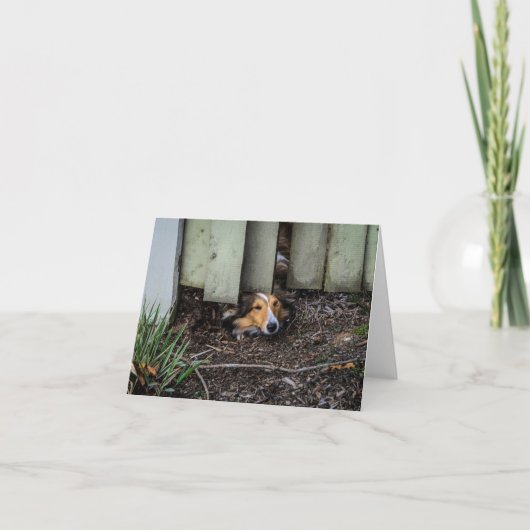 おもしろいなシェットランド・シープドッグのシェットランド・シープドッグ カード (正面)