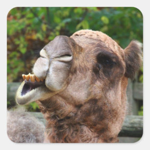 おもしろいなラクダの野性生物動物の写真 スクエアシール