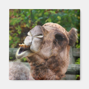 おもしろいなラクダの野性生物動物の写真 マグネット