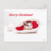 おもしろいな子ネコサンタクロースの帽子 シーズンポストカード (裏面)