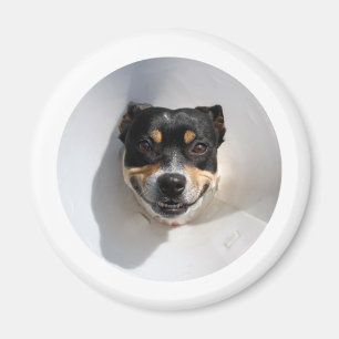 おもしろいな微笑犬 マグネット