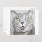 おもしろいな灰色猫の柔らかく笑わされるな開いた口の猫の鳴き声 ポストカード (正面/裏面)