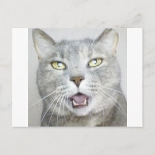 おもしろいな灰色猫の柔らかく笑わされるな開いた口の猫の鳴き声 ポストカード