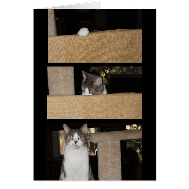 おもしろいな猫の賛美者 (正面)