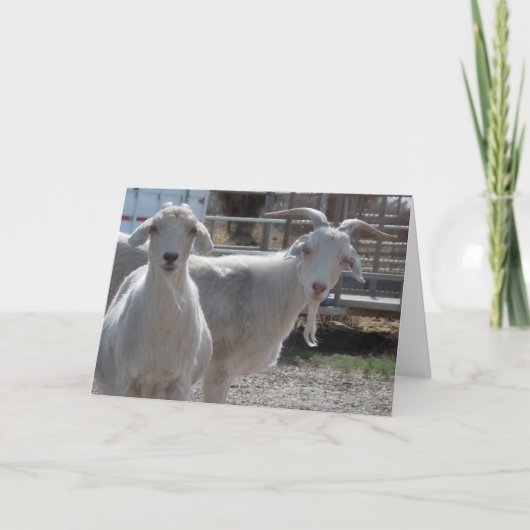 おもしろいな西部のお祝いのヤギ カード (正面)