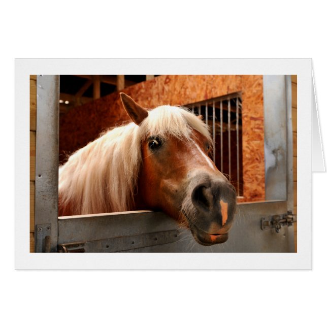 おもしろいな馬 (正面横)