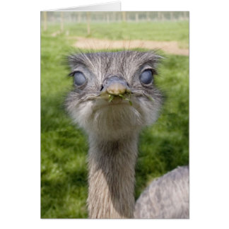 おもしろいな鳥