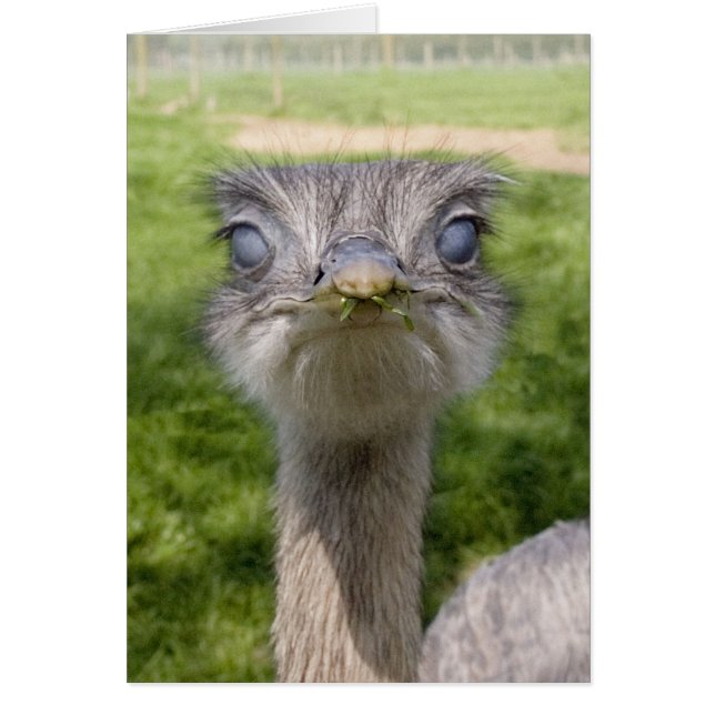 おもしろいな鳥 (正面)