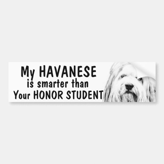 おもしろいなHavanese -名誉学生より頭が切れるな- バンパーステッカー (正面)