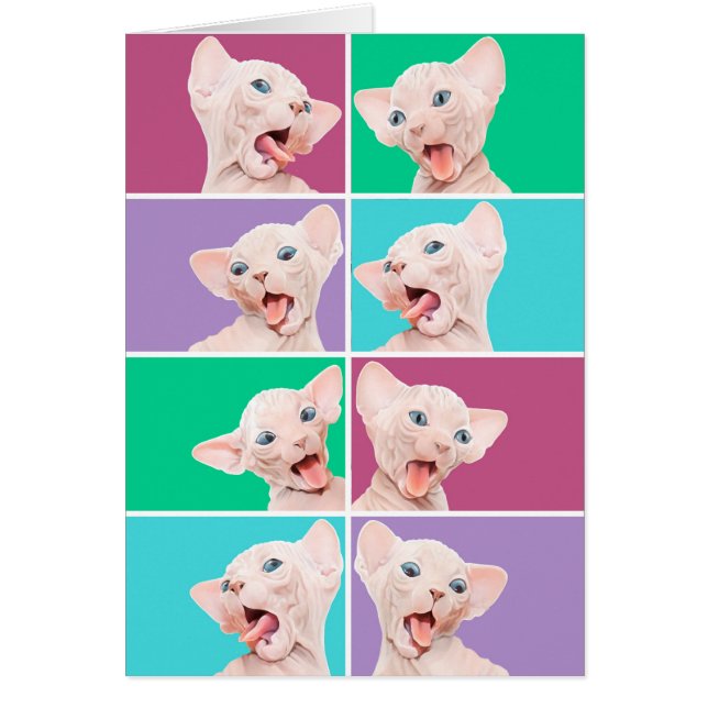 おもしろいなsphynxの子ネコ (正面)