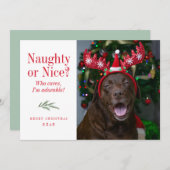おもしろいまいけなたは素敵なペットのクリスマスフォトカード シーズンカード (正面/裏面)