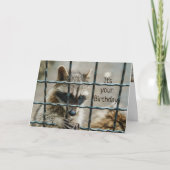 おもしろいアライグマあなたが私のハートをキャプチャあなたを カード (正面)