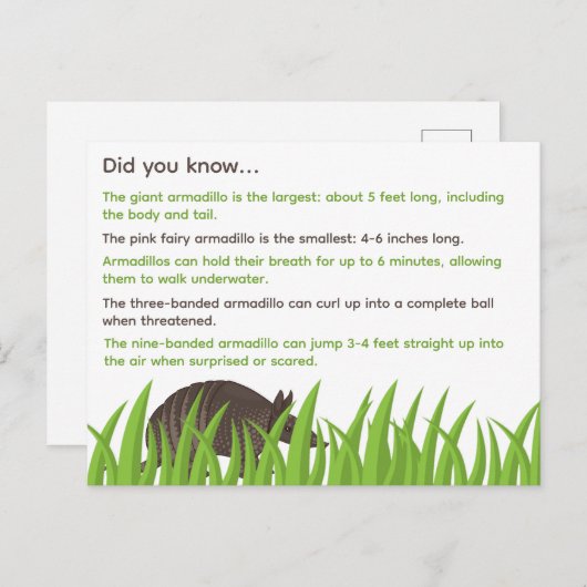 おもしろいアルマジロの事実 ポストカード (正面/裏面)