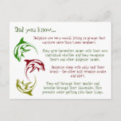 おもしろいイルカの事実 ポストカード (正面)